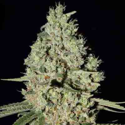 Super Critical > Green House Seed Company